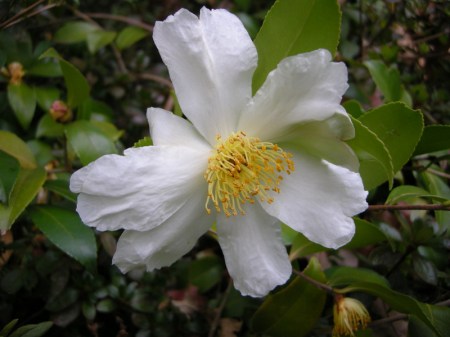 Camellia x 'Survivor'