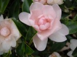 Camellia x ‘Winter’s Rose’
