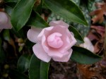 Camellia x ‘Winter’s Rose’