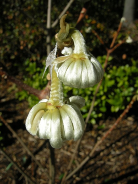 Edgeworthia chrysantha 'Snow Cream' Cresson garden