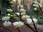 Edgeworthia chrysantha
