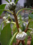 Edgeworthia chrysantha
