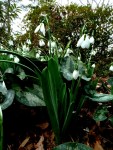 Galanthus elwesii ‘Standing Tall’ Cresson&nbsp;photo-001