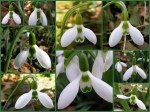 Galanthus elwesii