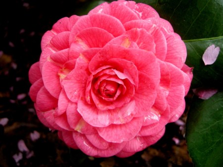 Camellia x 'April Rose'