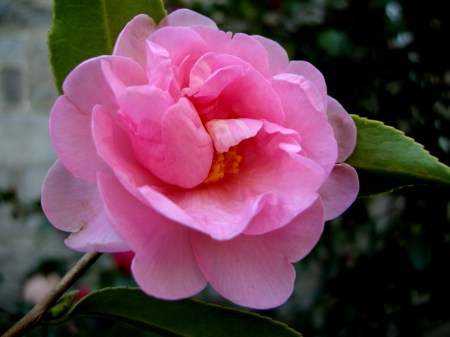 Camellia x 'Winter's Beauty'