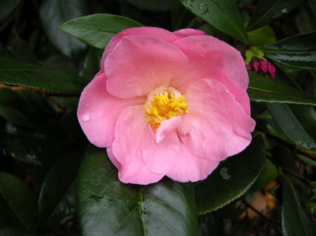 Camellia japonica 'Berenice Boddy' Cresson Garden