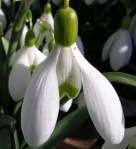 G. reginae-olgae subsp.&nbsp;vernalis