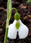 Galanthus ‘Diggory’