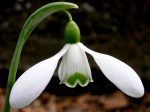 Galanthus ‘Foxgrove Magnet’