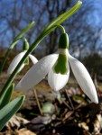 Galanthus ‘Kite’
