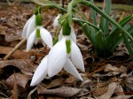 Galanthus elwesii ‘Kite’ twp&nbsp;scapes