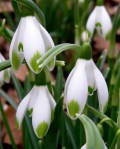 Galanthus ‘Viridapice’