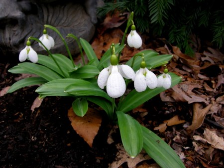 Galanthus 'Augustus' Cadwalader