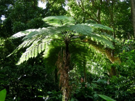 St Lucia botanical gardens