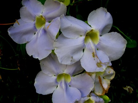 St Lucia botanical gardens