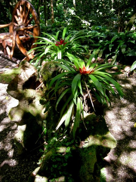 St Lucia botanical gardens