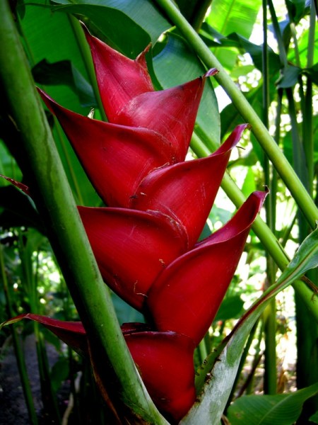 St Lucia botanical gardens