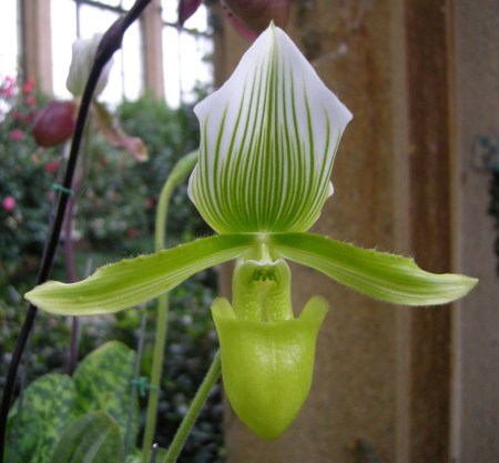 Lady's Slipper Orchid