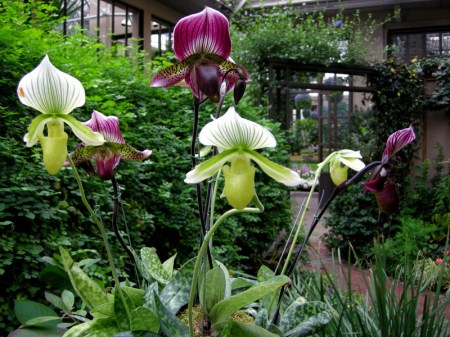 Lady's Slipper Orchid