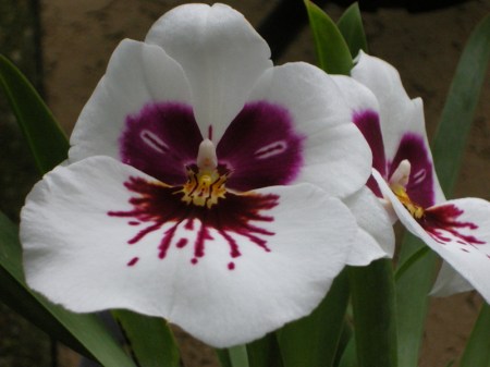 Miltoniopsis Mary Sugiyama