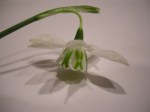 Galanthus ‘Godfrey Owen’