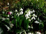 Galanthus ‘Brenda Troyle’