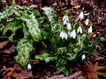 Galanthus ‘Atkinsii’ & Arum italicum ‘Pictum’