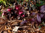Helleborus x ballardiae ‘Pink Frost’ with Cotoneaster salicifolius ‘Henryi’