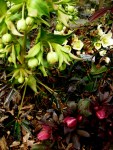Helleborus foetidus & Helleborus x ballardiae ‘Pink&nbsp;Frost’