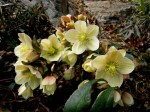 Helleborus x ericsmithii ‘Winter’s Song’