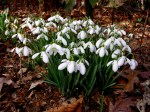 Galanthus ‘Mighty Atom’