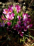 Crocus tommasinianus ‘Taplow&nbsp;Ruby’