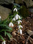 Galanthus rizehensis
