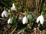 Galanthus ‘Beth Chatto’