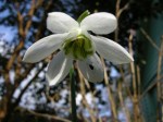 Galanthus ‘Godfrey Owen’