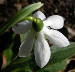 Galanthus ‘Godfrey Owen’