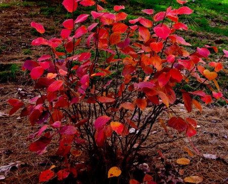 Fothergilla gardenii
