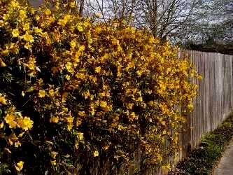 Gelsemium sempervirens 'Margarita'