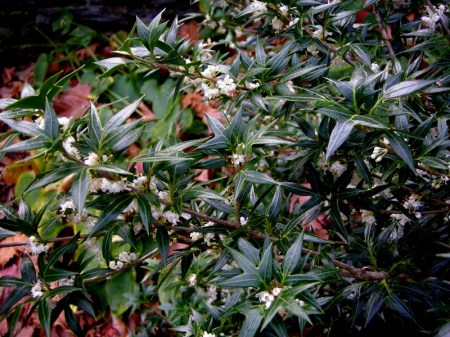 Osmanthus heterophyllus 'Sasaba'
