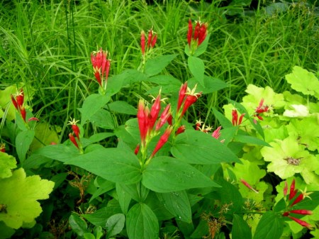 Spigelia marilandica