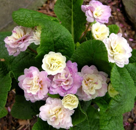 Primula 'Belarina Pink Ice'