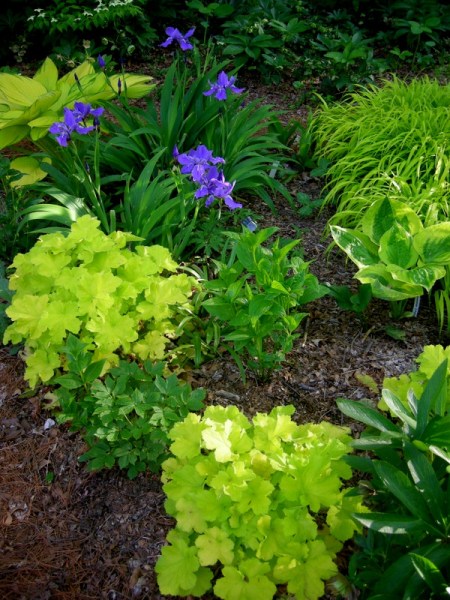 Heuchera villosa 'Citronelle'
