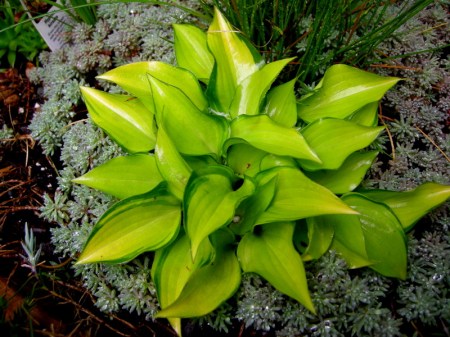 Hosta 'Cracker Crumbs'