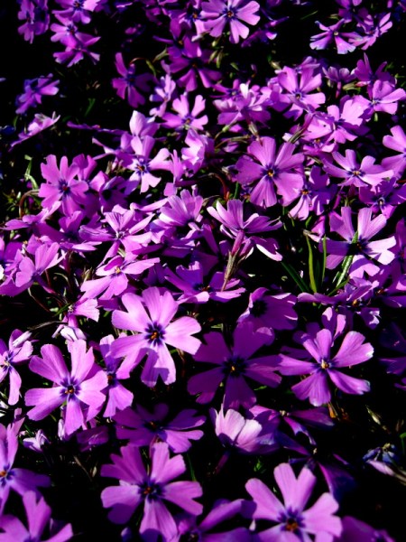 Phlox subulata 'Purple Beauty'