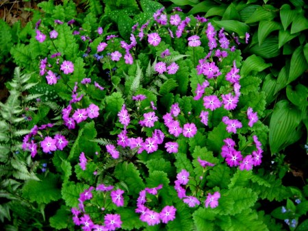 Primula sieboldii