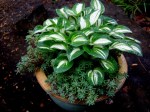Hosta ‘Pandora’s Box’