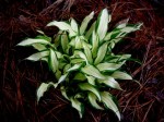 Hosta ‘Shiro Kabitan’