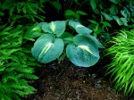Hosta ‘Dream Queen’