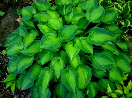 Hosta 'Tick Tock'
